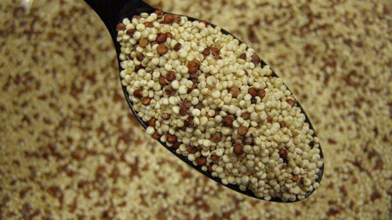 Quinoa
