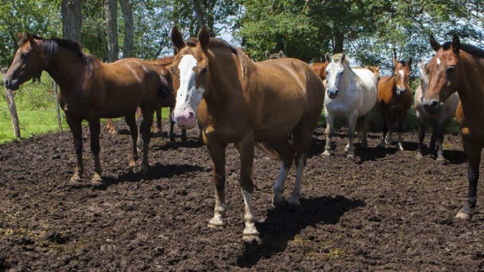 Declaran Emergencia Sanitaria Nacional Por Encefalomielitis Equina