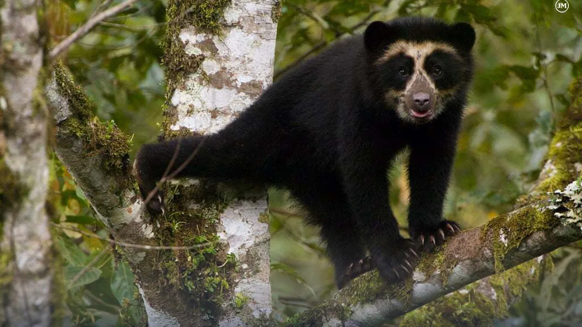 El oso Andino camina por Jujuy, lo confirmó un experto en la conservación de la especie