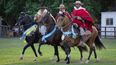 Caballo Peruano de paso - Imagen de archivo&nbsp;