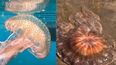 Mar del Plata: apareció una medusa gigante en la playa.&nbsp;