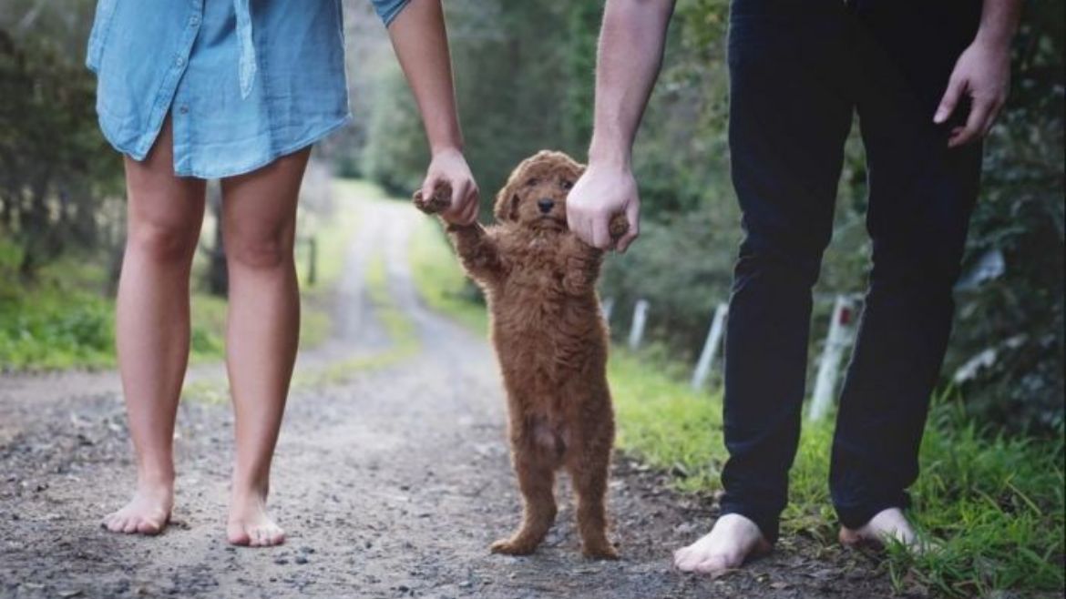 Muchas parejas elijen tener mascotas pero no criar un hijo.
