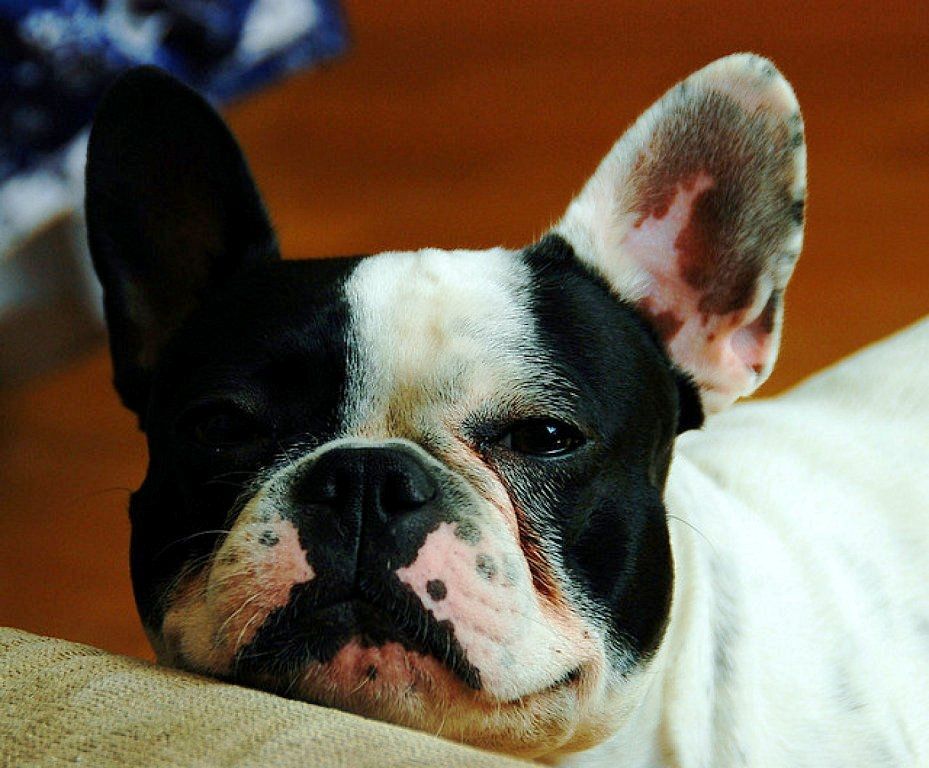 Bulldog francés