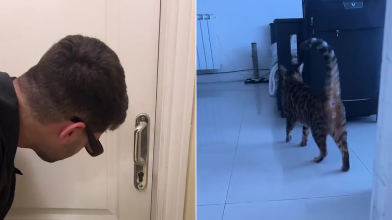 El ingenioso gato que ayudó a sus dueños a abrir una puerta y conquistó TikTok. &nbsp;