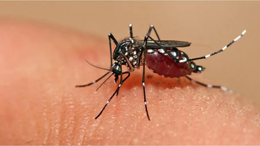 Mosquito Aedes Aegypti transmite el dengue.