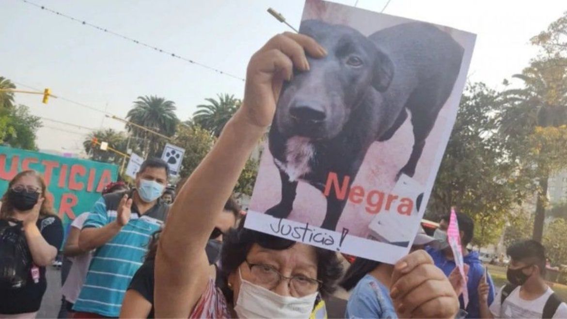 Piden a los ciudadanos que realicen las denuncias por maltrato animal&nbsp;