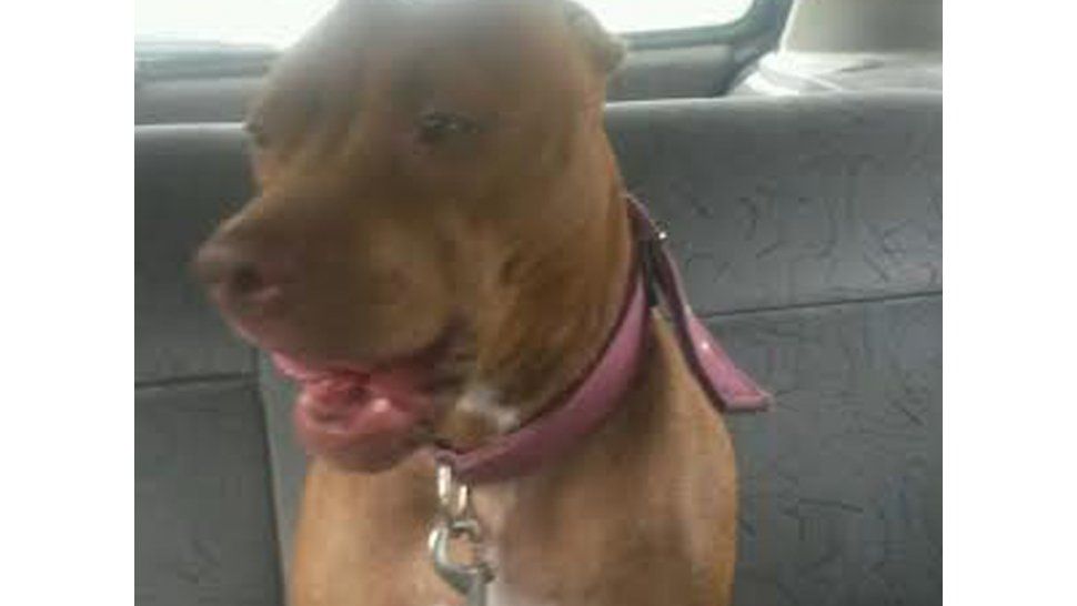 Canela la perrita desaparecida