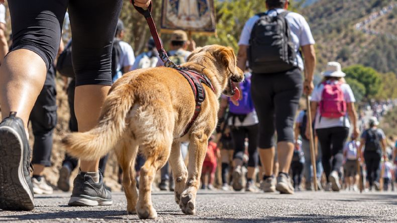 Río Blanco: por qué aconsejan dejar a las mascotas en casa (Foto generada con IA)