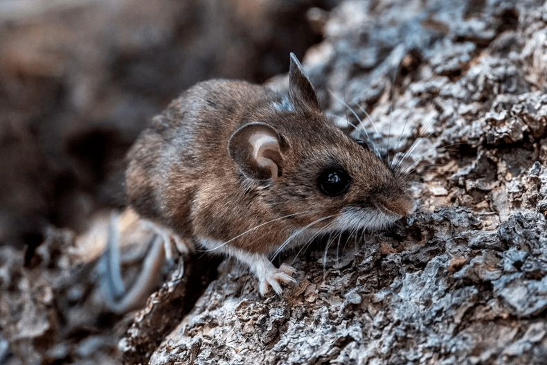 Hantavirus.