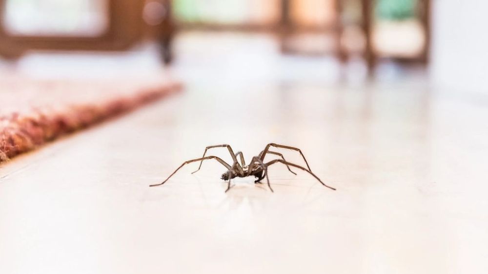 ¿Por qué no hay que matar a las arañas de la casa?