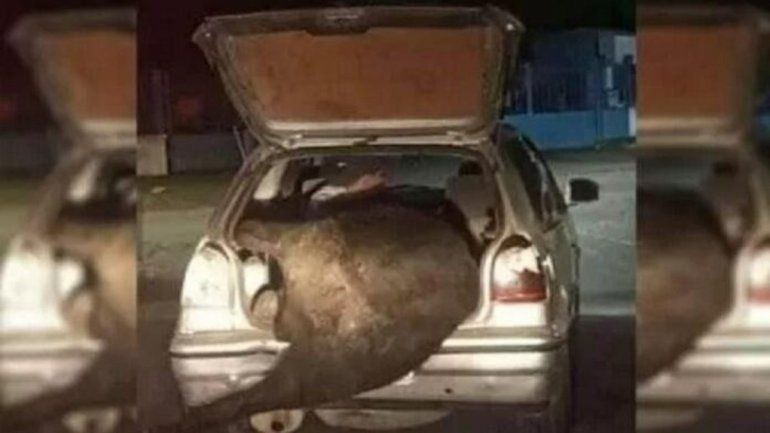 Un hombre se robó una vaca en el baúl de su auto.