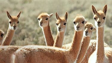 XAR presenta una Guía de Flora y Fauna de Cauchari-Olaroz elaborada junto al Ministerio de Ambiente y Cambio Climático de Jujuy