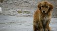 San Salvador de Jujuy: fabrica cuchas para perros callejeros y pide ayuda