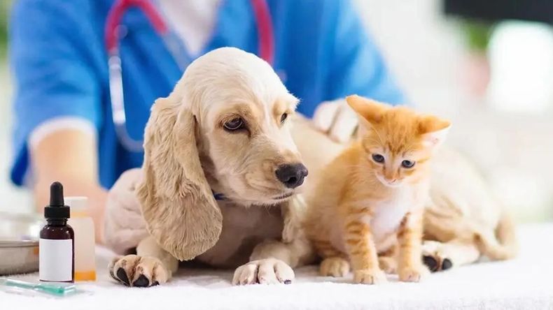 Mascotas: cuáles son las vacunas esenciales para perros y gatos