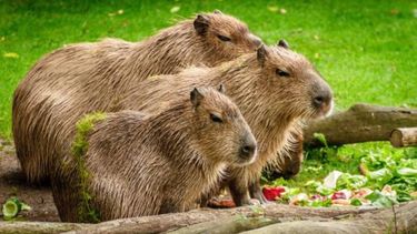 Diferencia entre capibara - carpincho