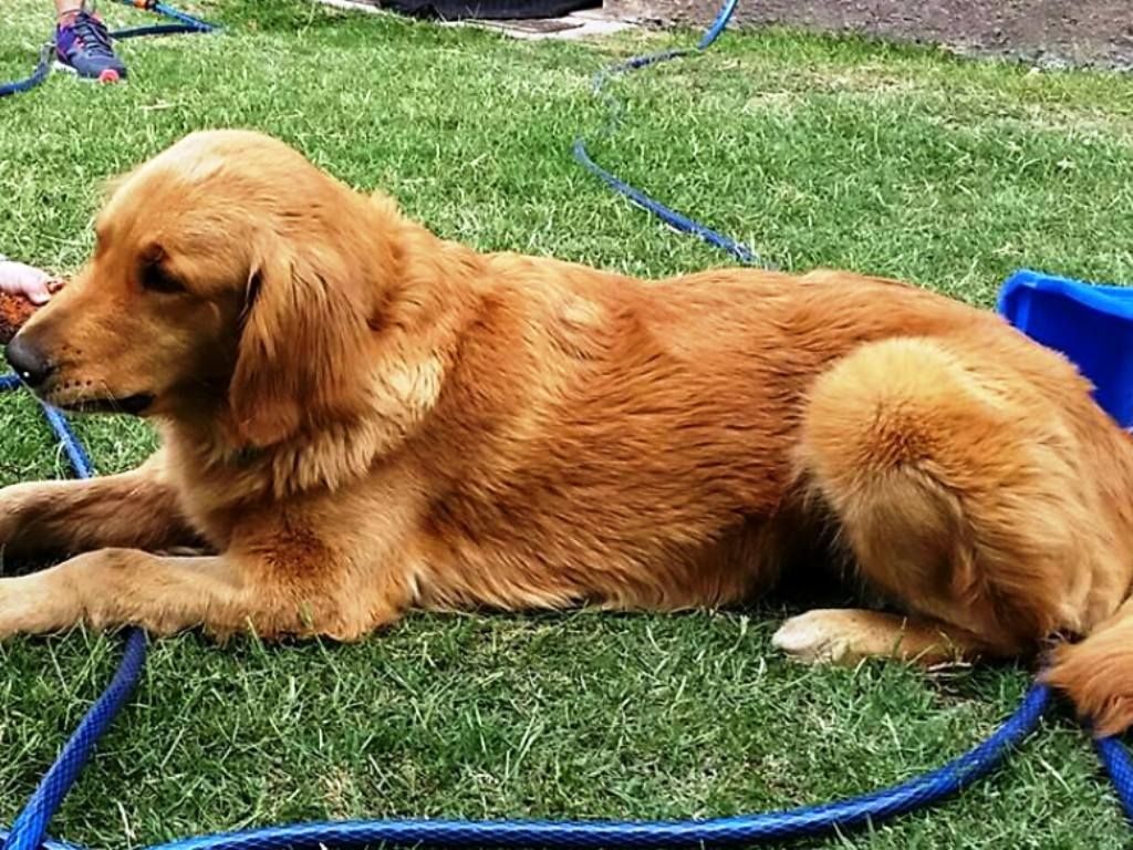 Labradora Golden extraviada