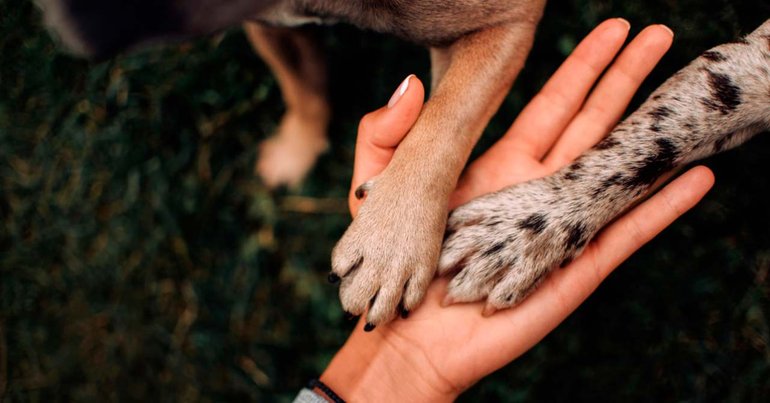 Proyecto de Ley de Protección Animal en Jujuy