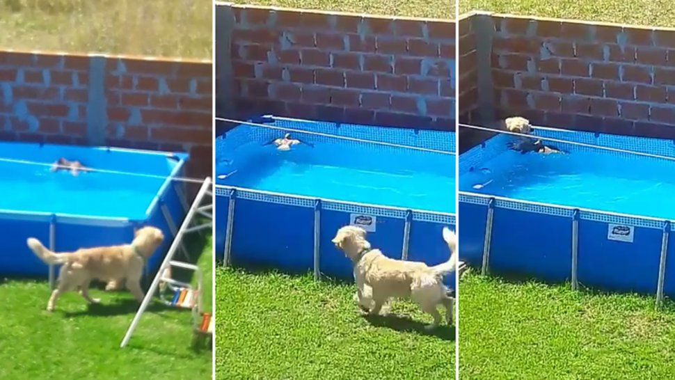 Yago, el perro rescatista que se hizo viral. Mirá el video