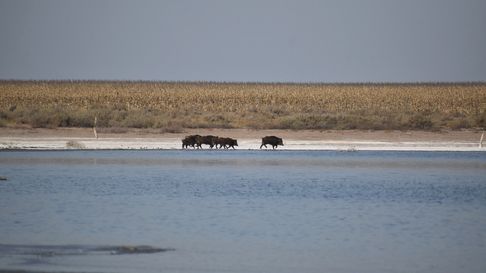 Todo Jujuy | Alarma en el campo por una plaga que provoca pérdidas millonarias en Argentina