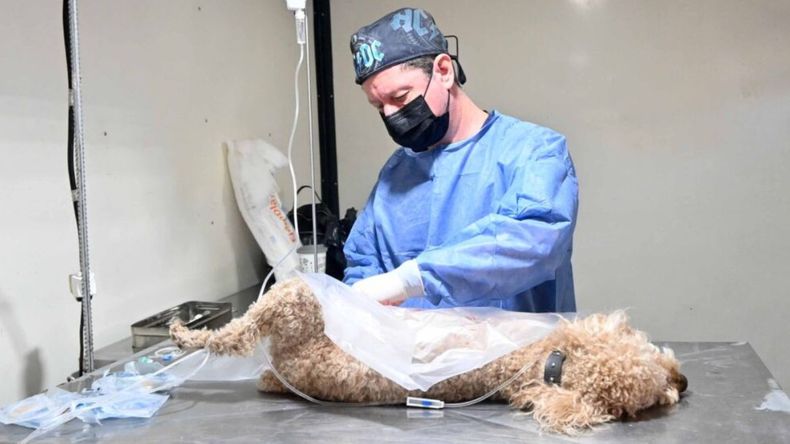 Sigue la campaña de castración masiva de mascotas: dónde y cuándo