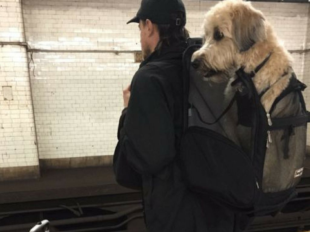 Perro NY 2