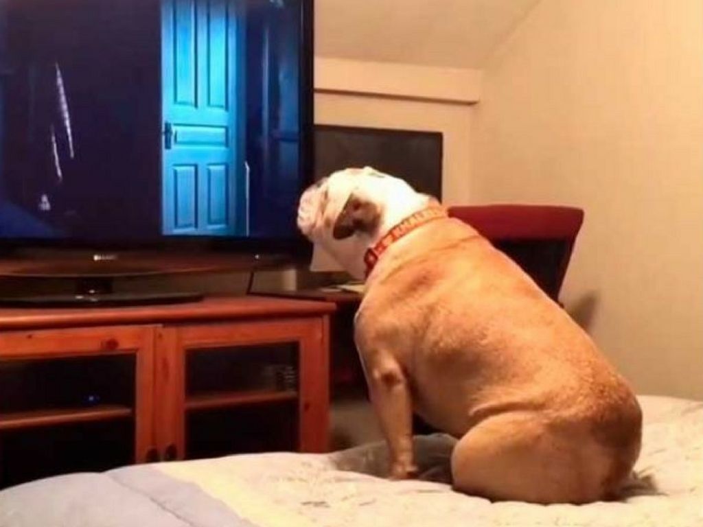 Khaleesi, la bulldog