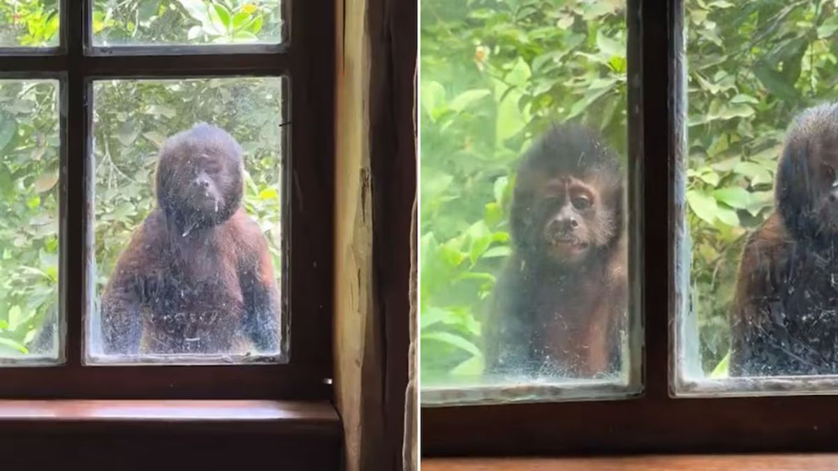 Se fueron de vacaciones a Brasil y un grupo de monos los sorprendió en la ventana del hotel. &nbsp;