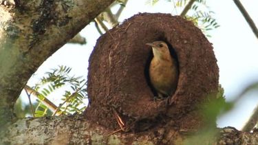 Qué significa que un hornero visite tu casa: ¿es un buen augurio?