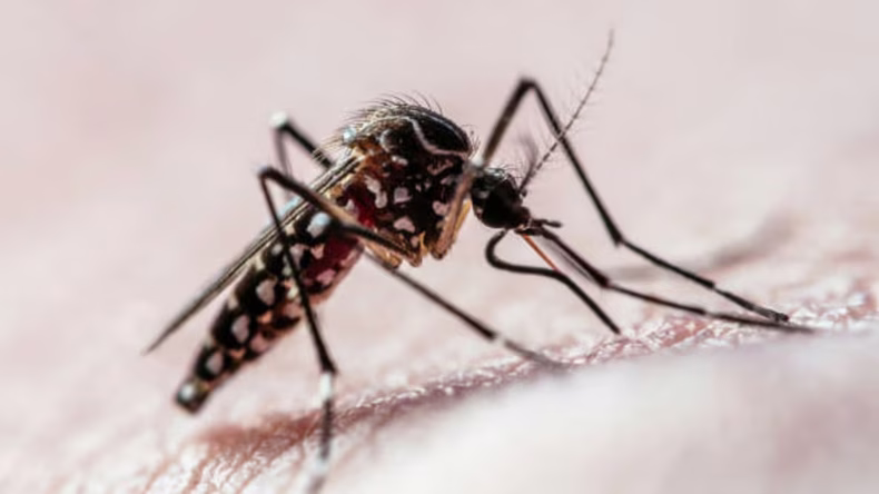 En octubre ya se volvieron a reportan casos de dengue autóctono en ocho jurisdicciones de Argentina.