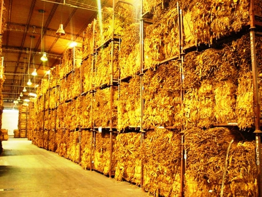 Tabaco acopiado