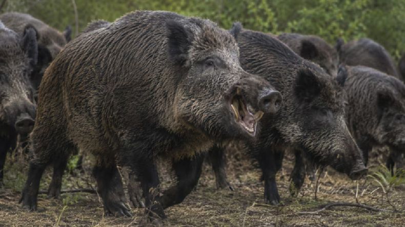 En Argentina, el avance del jabalí europeo se transformó en una de las principales preocupaciones para el campo