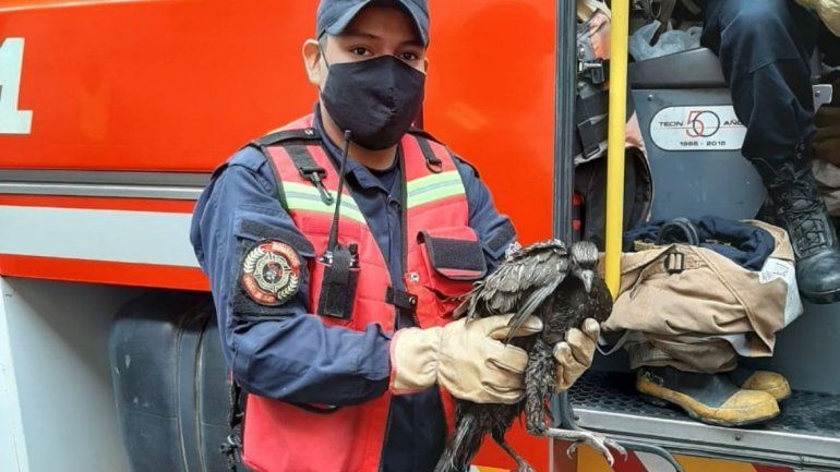 Rescate de un animal en el centro de San Salvador de Jujuy 