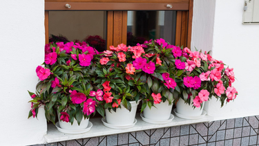 La planta que florece todo el año y no necesita sol pleno: ideal para interiores y jardines