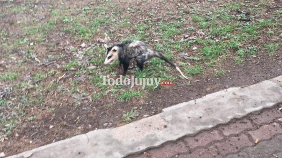 Comadrejas sueltas en el Parque San Martín: ¿Debemos tenerles miedo?