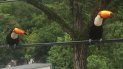 soldados rescataron un tucan bebe en el rim 20