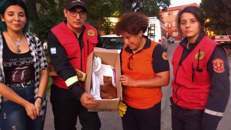 Creyó que había adoptado a un gatito y era un puma