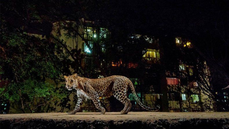 Impresionante video: una perra atacó a un leopardo feroz para salvar a su cachorro