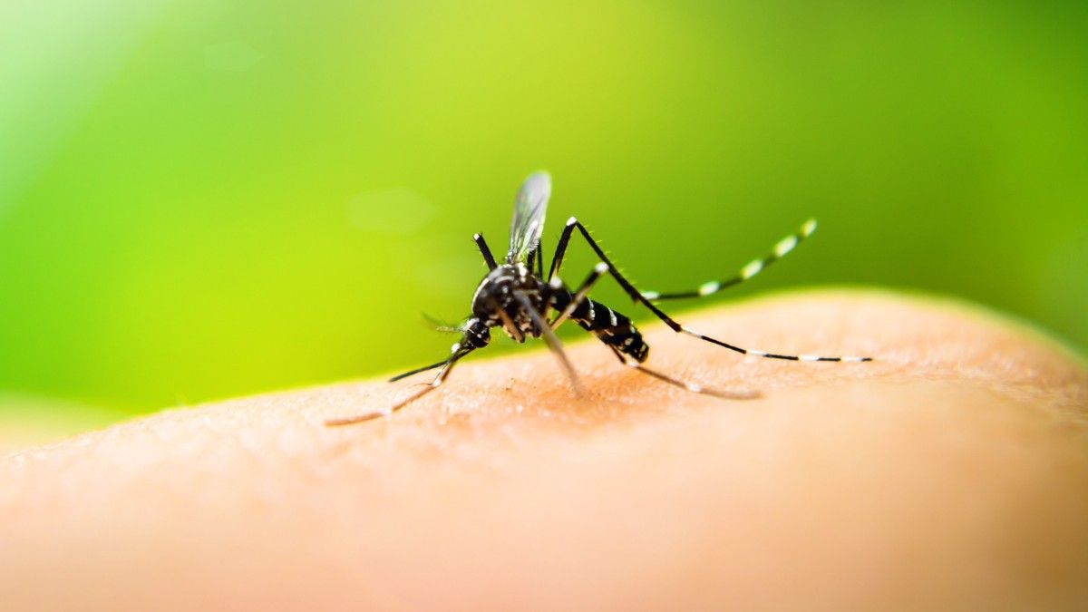 Tucumán: se registraron más de 13 mil casos de dengue.&nbsp;