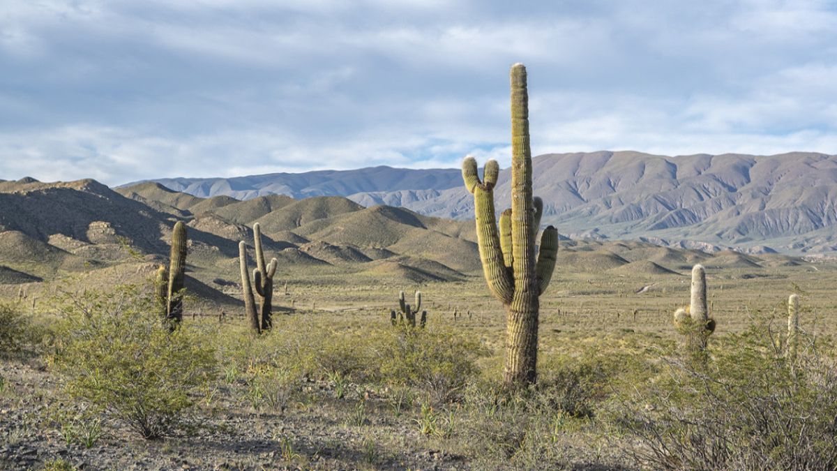 Este sitio está en los valles interandinos del sur de Bolivia y el norte de Argentina y Chile, posee más de 64 mil hectáreas.