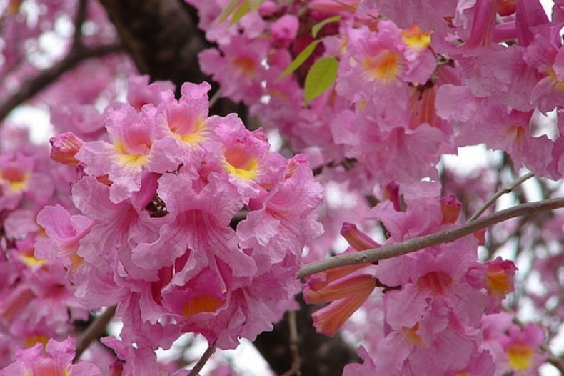 Para la cultura popular, la flor del lapacho —que generalmente florece entre julio y agosto— representa el anuncio del fin de la estación invernal. Desde hace unas semanas se visualizan diferentes gamas de la rosa cubrir estos árboles y alfombrar el suelo debajo de ellos  