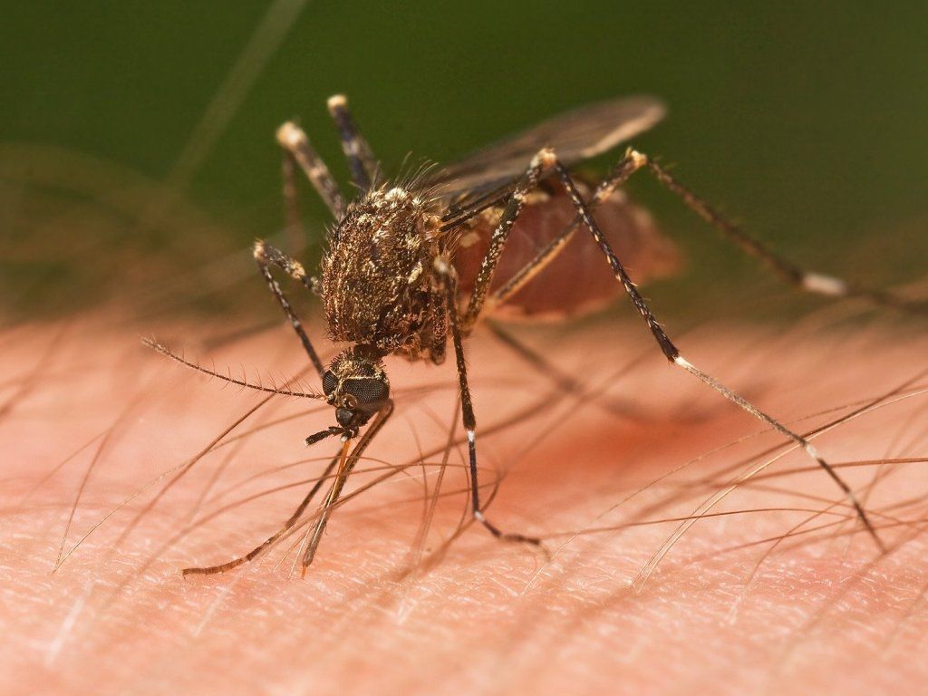 Mosquito