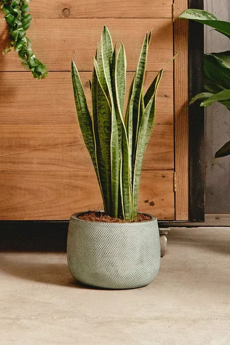 La Lengua de Suegra es muy fácil de cuidar e ideal para quienes se están adentrándote al mundo de las plantas y quieren tener alguna en el interior de su hogar.