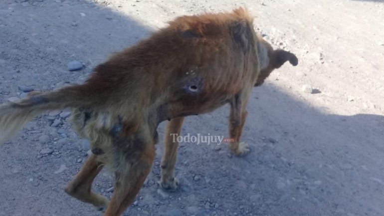 Beto, perrito abandonado