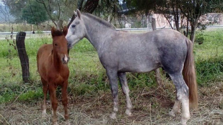 Se realizará el segundo remate de animales secuestrados
