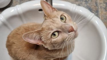 20 de febrero, día mundial del gato.