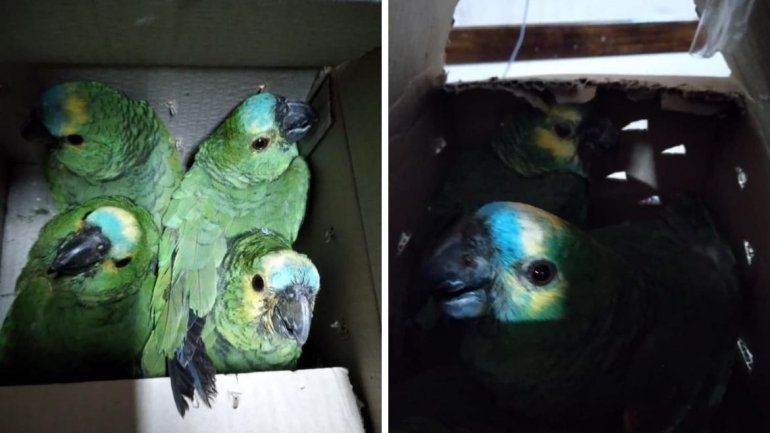 loros 21.jpg