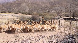 Rescataron 42 vicuñas en la Puna jujeña e imputaron al dueñode un criadero