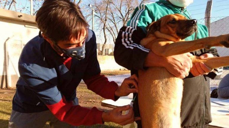 Vacunaci&oacute;n antirr&aacute;bica en Villa Jard&iacute;n de Reyes