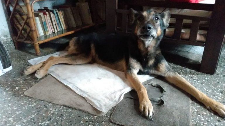 El perro rescatado espera ser adoptado.