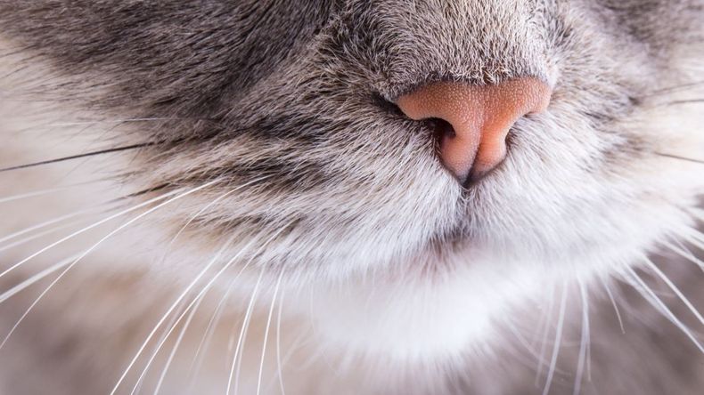 Fin del misterio: develaron para qué sirven los bigotes de los gatos